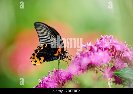 Mormon scarlatto o Mormon rosso (Papillo rumanzovia) seduto su un fiore, Germania Foto Stock