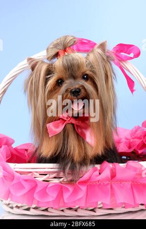 Bella yorkshire terrier in cesto su sfondo colorato Foto Stock