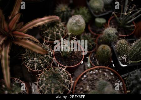 Assortimento di piccoli cactus e succulenti Foto Stock