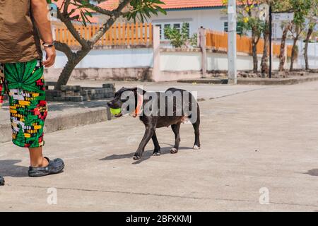 Felice sorridente giovane cane Pitbull nero a piedi con palla da tennis verde Foto Stock