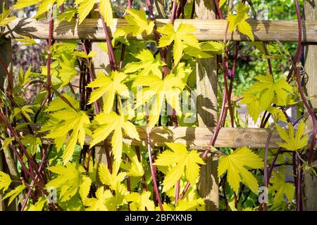 Humulus lupulus Aureus - Golden hop - nuova giovane crescita che sale trellis arco in primavera - UK Foto Stock