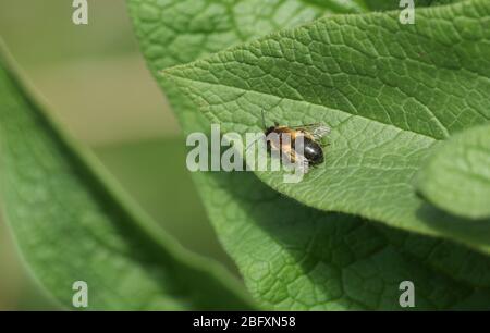 Un'ape che riposa su una foglia di Comfrey in primavera nel Regno Unito. Foto Stock