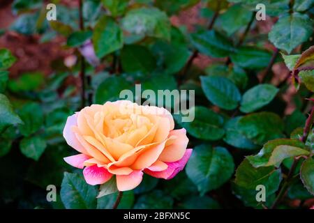 Rosa gialla e rosa con foglie verdi sullo sfondo. Foto Stock