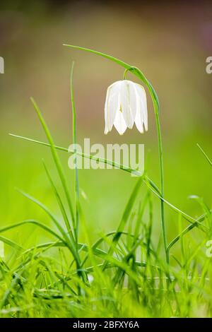 La testa di un serpente bianco, fiore di scacchi (Fritillaria meleagris) fiorente Foto Stock