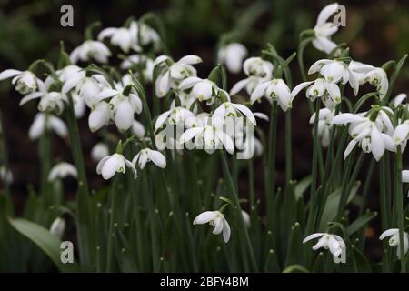 Gruppo di Galanthus Elwesii Doppia Foto Stock