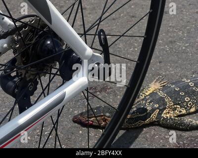 La lucertola varanide è morta sulla strada. Il salvator Varanus, noto come monitoraggio asiatico dell'acqua, morto a causa di un incidente di bicicletta su una strada asfaltata, Thailan Foto Stock