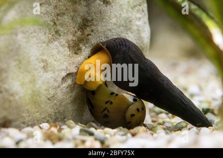 ritratto di mangiare lumaca tromba sotto l'acqua Foto Stock