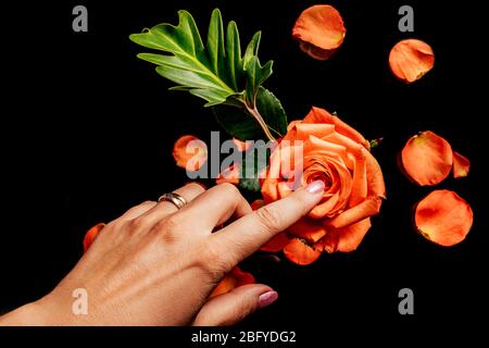 Tocchi di mano da donna con rosa arancione dito su sfondo nero con petali e foglie sfocate su di esso, vista dall'alto. Concetto di amore, cura e tenerezza. Foto Stock