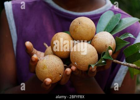 un uomo che detiene frutti di sapota Foto Stock