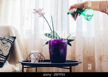 Donna spruzzando acqua su orchidea in soggiorno. Casalinga che prende la cura delle piante e dei fiori domestici. Interni. Hobby Foto Stock