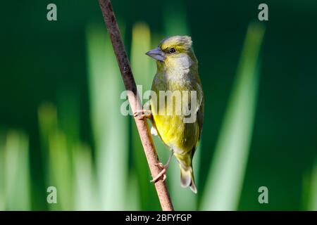 Un verdfinch (Carduelis chloris) si inanchia oggi al sole del mattino in una mattinata chiara e luminosa nel Sussex orientale, Regno Unito. Foto Stock