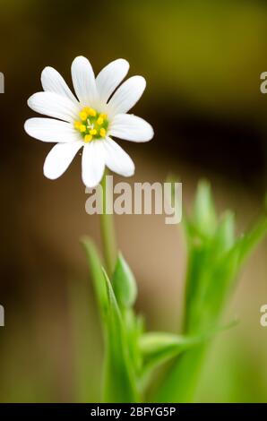 Stellaria ologea, adderskeat, maggiore stitchwort, noto come startwort, stichwort o fiore di ceci in un prato durante la primavera in campagna Foto Stock