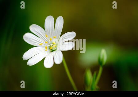 Stellaria ologea, adderskeat, maggiore stitchwort, noto come startwort, stichwort o fiore di ceci in un prato durante la primavera in campagna Foto Stock