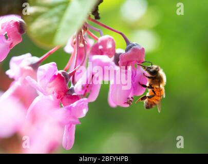 Italia, Lombardia, Crema, ape su rami di Giuda in fiore Foto Stock