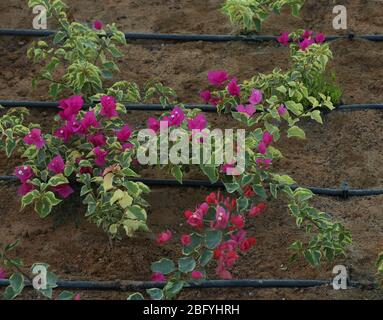 tubo acqua per giardino Foto Stock