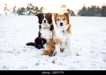 Due bugie di confine seduti sulla neve al tramonto Foto Stock