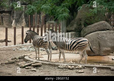 Colpo orizzontale di due zebre allo zoo di Philadelphia, il primo zoo americano, Philadelphia, Pennsylvania, USA Foto Stock