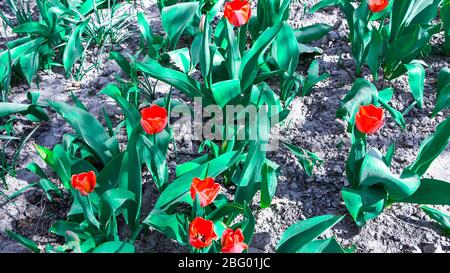 tulipani in fiore, fiori rossi di tulipani in primavera Foto Stock