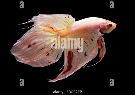 Betta Vanda Veil Tail VT maschio o Plakat Fighting Fish Splendens su sfondo nero. Foto Stock