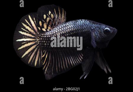 Betta Black Copper Halfmoon Plakat HMPK maschio o Plakat combattendo pesci splendens su sfondo nero. Foto Stock