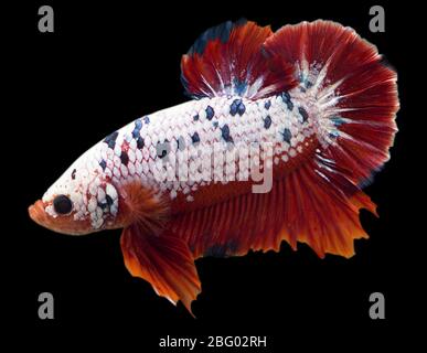 Betta Fancy Red Halfmoon Plakat HMPK maschio o Plakat combattendo pesci splendens su sfondo nero. Foto Stock