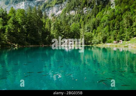 lago blu in svizzera. Svizzera, Blausee. Bellissimo lago nella foresta. Foto Stock