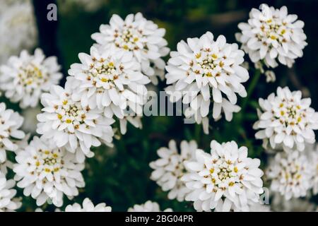 Iberis sempervirens pianta fiorita bianca candytuft sempreverde o candytuft perenne. Primavera bianco Iberis fiori. Foto Stock