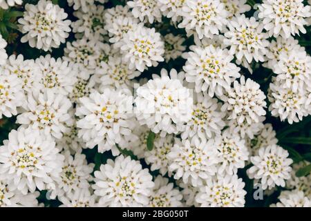 Primavera bianco Iberis fiori. Iberis sempervirens pianta fiorita bianca candytuft sempreverde o candytuft perenne. Foto Stock