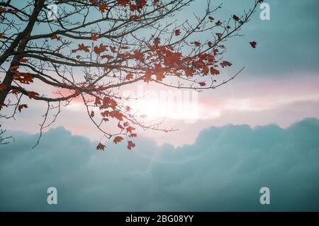 Foglie di autunno su un albero di acero nella luce di ritorno in serata, Baviera, Germania Europa Foto Stock