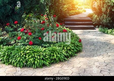 Bella aiuole fiorite con rose rosse cespugli fioriti e fiori di ostia e ginepro verde cespuglio di conifere contro tonja di conifere sullo sfondo e. Foto Stock