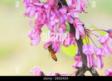 Italia, Lombardia, Crema, ape su rami di Giuda in fiore Foto Stock