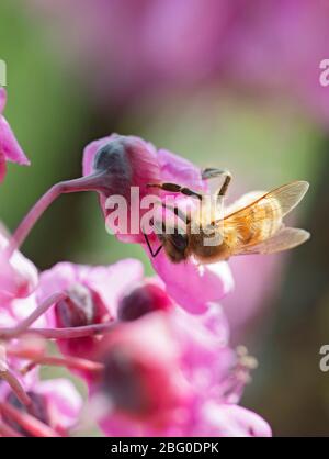 Italia, Lombardia, Crema, ape su rami di Giuda in fiore Foto Stock