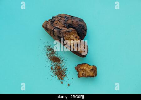 Chaga Healing pezzi di funghi su uno sfondo blu. Foto Stock