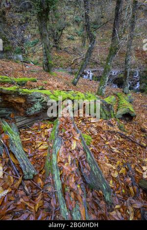 Enormi trunks di albero caduti sul pavimento di foresta spariscono lentamente sotto le foglie e il muschio Foto Stock