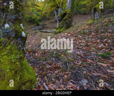 Lichen Lettuce e Moss sul tronco di un albero di castagno in una foresta di Ancares Foto Stock