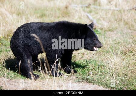 Primo piano di un orso lunare al Wingham Wildlife Park, Kent Foto Stock