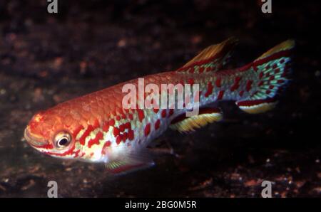 Maschio Nigeria acciaio bianco chillifish, fundulopanchax gardneri nigerianum Foto Stock