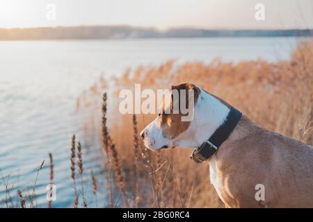 Il cane vicino al lago guarda al tramonto. Animali da trekking, cani attivi: staffordshire terrier mutt siede in acqua al tramonto Foto Stock