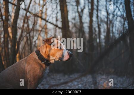 Cane da trekking nella foresta al sole della sera. Animali attivi, trekking con cani: il terreno dello staffordshire si trova nella foresta al tramonto Foto Stock