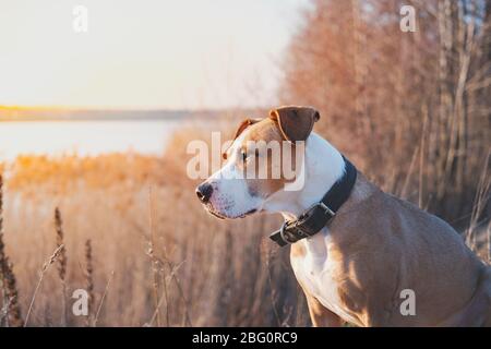 Ritratto di un cane al sole della sera all'aperto. Animali da trekking, cani attivi: staffordshire terrier mutt siede in acqua al tramonto Foto Stock