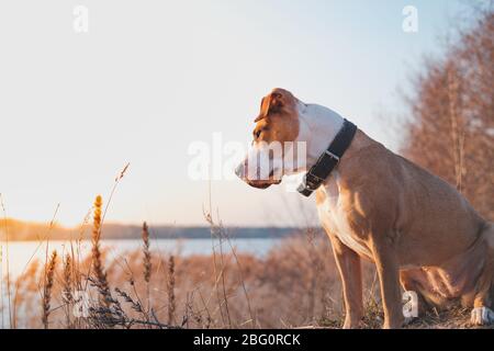 Il cane vicino al lago guarda al tramonto. Animali da trekking, cani attivi: staffordshire terrier mutt siede in acqua al tramonto Foto Stock