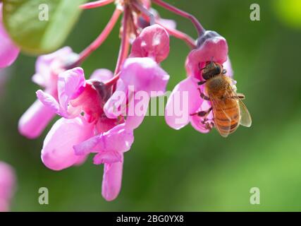 Italia, Lombardia, Crema, ape su rami di Giuda in fiore Foto Stock