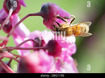 Italia, Lombardia, Crema, ape su rami di Giuda in fiore Foto Stock