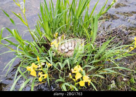 coot nido di coot con uova sulla riva di uno stagno nel mezzo di isorge giallo Foto Stock