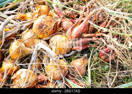 cipolle e scalogni gialli che si asciugano al sole estivo in un giardino di permacultura Foto Stock