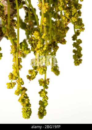 Primo piano dei fiori primaverili pollinati del Quercus robur, su sfondo bianco Foto Stock