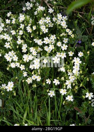 Fiori bianchi massaggiati della primavera fioritura del Regno Unito, Stellaria ologea, più grande alata, in un edgerow Devon Foto Stock