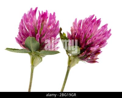 Teste di fiori della prateria britannica fiore selvatico, trifoglio rosso, Trifolium pratense, su sfondo bianco Foto Stock