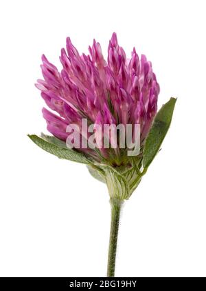 Testa di fiore della prateria britannica fiore selvatico, trifoglio rosso, Trifolium pratense, su sfondo bianco Foto Stock