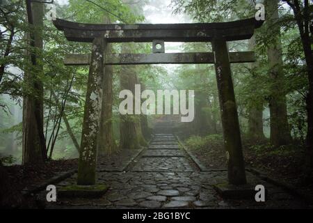 Torii Shinto giapponese santuario cancello nella foresta, Nikko, Giappone Foto Stock